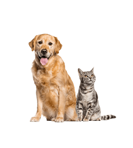 Tiere